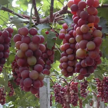 Load image into Gallery viewer, 🍇Midknight Beauty Grapes Seeds🌱