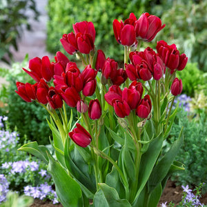 🎉Hot Sale🌷Multiflora Tulip Bulbs (Club Series)