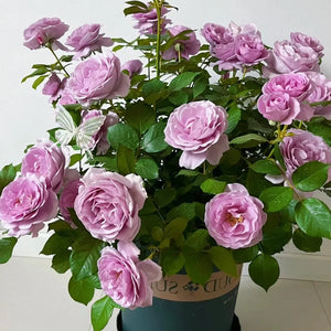 🎉40% OFF💐Beautiful Mini Rose Seeds