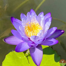 Load image into Gallery viewer, 🌸7 Days germination🌸Last Day Sale - 49% OFF💐The Sacred Bonsai Bowl Lotus Flower