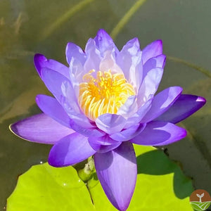 🌸7 Days germination🌸Last Day Sale - 49% OFF💐The Sacred Bonsai Bowl Lotus Flower