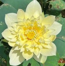 Load image into Gallery viewer, 🌸7 Days germination🌸Last Day Sale - 49% OFF💐The Sacred Bonsai Bowl Lotus Flower