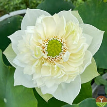 Load image into Gallery viewer, 🌸7 Days germination🌸Last Day Sale - 49% OFF💐The Sacred Bonsai Bowl Lotus Flower