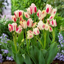 Load image into Gallery viewer, 🎉Hot Sale🌷Multiflora Tulip Bulbs (Club Series)