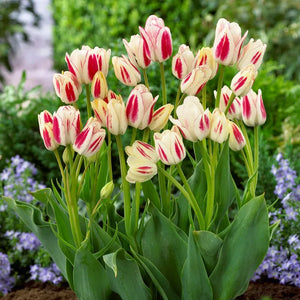 🎉Hot Sale🌷Multiflora Tulip Bulbs (Club Series)