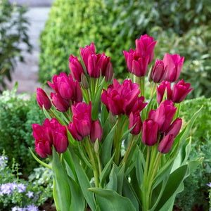 🎉Hot Sale🌷Multiflora Tulip Bulbs (Club Series)