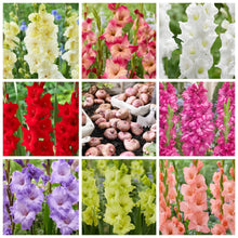 Load image into Gallery viewer, 🌷Gladiolus Bulbs