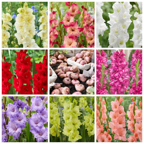 🌷Gladiolus Bulbs