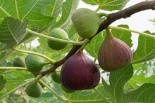 Load image into Gallery viewer, Fig Tree Cuttins(Ficus carica), Sweet Fruit Shrub