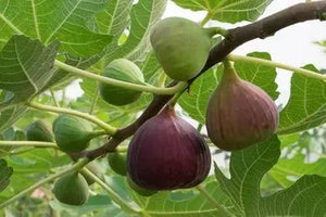 Fig Tree Cuttins(Ficus carica), Sweet Fruit Shrub