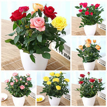 Load image into Gallery viewer, 🎉40% OFF💐Beautiful Mini Rose Seeds