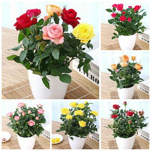 🎉40% OFF💐Beautiful Mini Rose Seeds