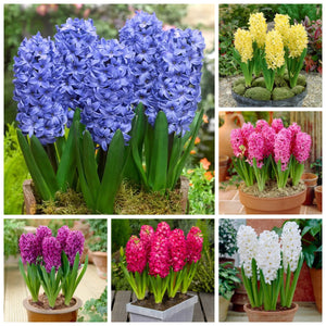 🎉Hot Sale🌷Hyacinth Bulbs