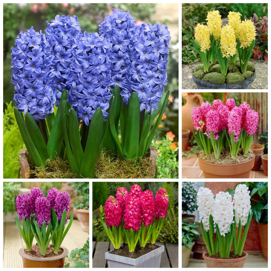 🎉Hot Sale🌷Hyacinth Bulbs