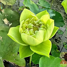 Load image into Gallery viewer, 🌸7 Days germination🌸Last Day Sale - 49% OFF💐The Sacred Bonsai Bowl Lotus Flower