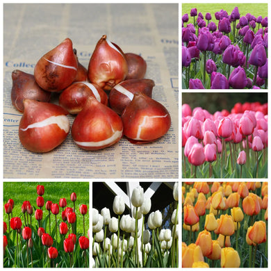 🎉Hot Sale🌷Tulip Bulbs