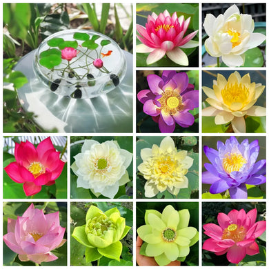 🌸7 Days germination🌸Last Day Sale - 49% OFF💐The Sacred Bonsai Bowl Lotus Flower