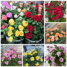 Load image into Gallery viewer, 🎉40% OFF💐Beautiful Mini Rose Seeds