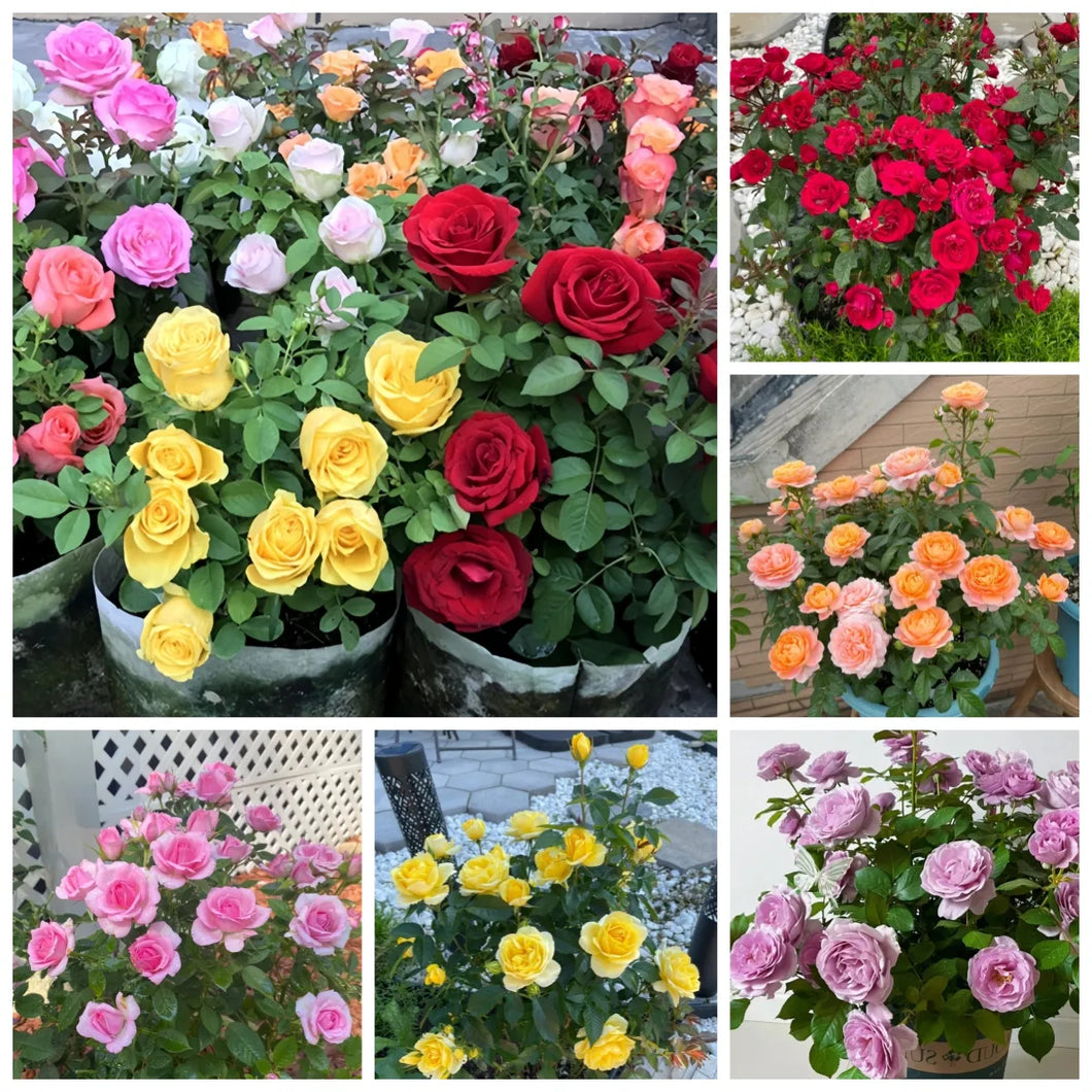 🎉40% OFF💐Beautiful Mini Rose Seeds