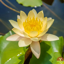 Load image into Gallery viewer, 🌸7 Days germination🌸Last Day Sale - 49% OFF💐The Sacred Bonsai Bowl Lotus Flower