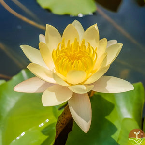 🌸7 Days germination🌸Last Day Sale - 49% OFF💐The Sacred Bonsai Bowl Lotus Flower