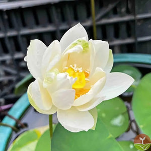 🌸7 Days germination🌸Last Day Sale - 49% OFF💐The Sacred Bonsai Bowl Lotus Flower