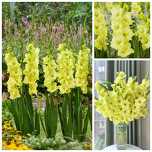 Load image into Gallery viewer, 🌷Gladiolus Bulbs