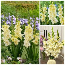 Load image into Gallery viewer, 🌷Gladiolus Bulbs