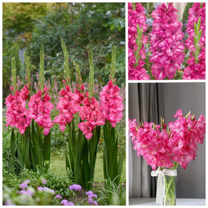 🌷Gladiolus Bulbs