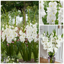 Load image into Gallery viewer, 🌷Gladiolus Bulbs