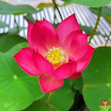 Load image into Gallery viewer, 🌸7 Days germination🌸Last Day Sale - 49% OFF💐The Sacred Bonsai Bowl Lotus Flower