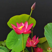 Load image into Gallery viewer, 🌸7 Days germination🌸Last Day Sale - 49% OFF💐The Sacred Bonsai Bowl Lotus Flower