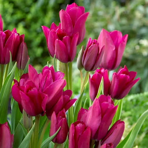 🎉Hot Sale🌷Multiflora Tulip Bulbs (Club Series)