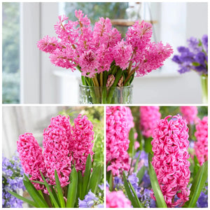 🎉Hot Sale🌷Hyacinth Bulbs