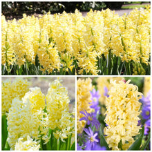 Load image into Gallery viewer, 🎉Hot Sale🌷Hyacinth Bulbs