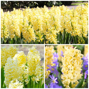 🎉Hot Sale🌷Hyacinth Bulbs