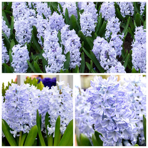 🎉Hot Sale🌷Hyacinth Bulbs