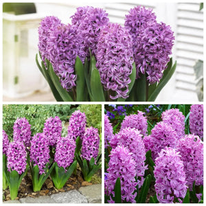 🎉Hot Sale🌷Hyacinth Bulbs