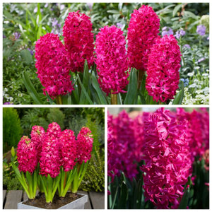 🎉Hot Sale🌷Hyacinth Bulbs