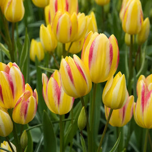 🎉Hot Sale🌷Multiflora Tulip Bulbs (Club Series)