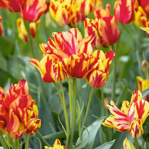 🎉Hot Sale🌷Multiflora Tulip Bulbs (Club Series)