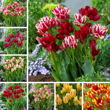 Load image into Gallery viewer, 🎉Hot Sale🌷Multiflora Tulip Bulbs (Club Series)