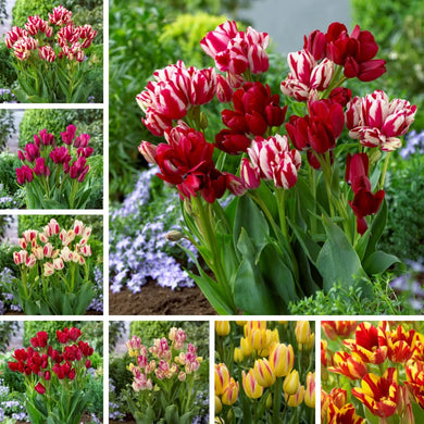 🎉Hot Sale🌷Multiflora Tulip Bulbs (Club Series)