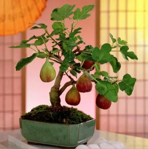 Fig Tree Cuttins(Ficus carica), Sweet Fruit Shrub