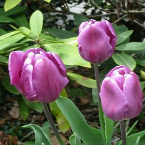 Purple Tulip Flower Bulbs