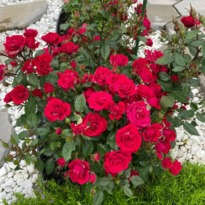 🎉40% OFF💐Beautiful Mini Rose Seeds