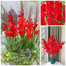 Load image into Gallery viewer, 🌷Gladiolus Bulbs