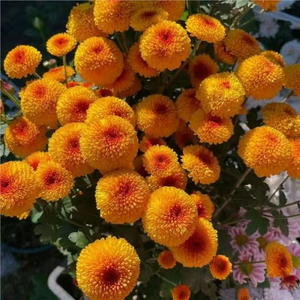 Ping-pong Chrysanthemum Seeds