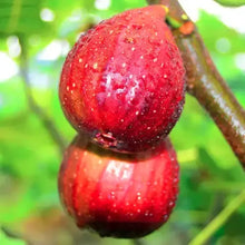 Load image into Gallery viewer, Fig Tree Cuttins(Ficus carica), Sweet Fruit Shrub