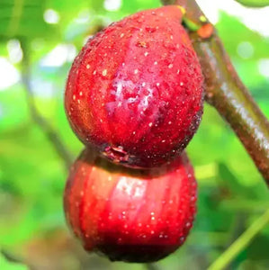 Fig Tree Cuttins(Ficus carica), Sweet Fruit Shrub